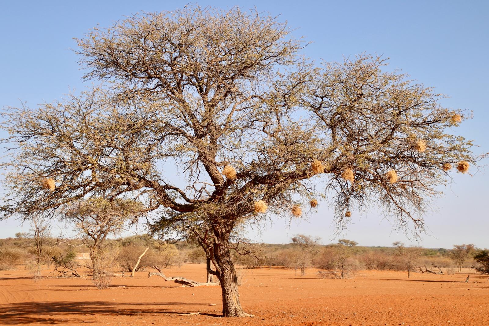 acacia